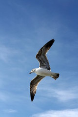 Fototapeta na wymiar seagull flying