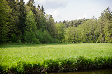 zielona polana w lesie nad brzegiem rzeki Rospudy - obrazy, fototapety, plakaty