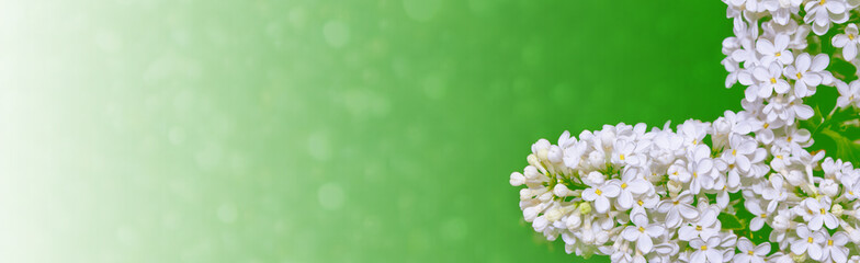 Bright and colorful flowers lilac