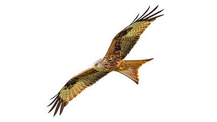 Red kite (Milvus milvus) bird is flying with full wingspan isolated at white background