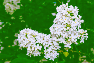Bright and colorful flowers lilac