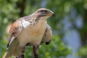 Bussard