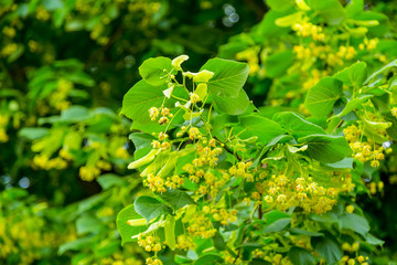 Yellow blooming lime tree with flowers on branch