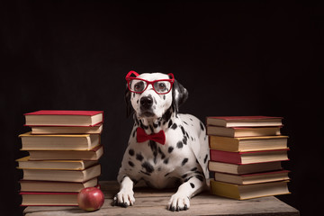 Dalmatian dog with reading glasses and red bow, sitting down between piles of books, on black...