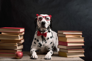 Dalmatian dog with reading glasses and red bow, sitting down between piles of books, on black...
