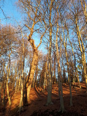 Winterwald im Sonnenschein