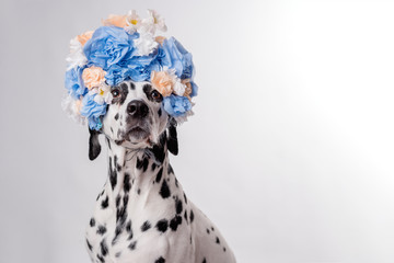 Portrait of dalmatian dog, wearing blue flower wreath in front of white background. Funny dog wearing floral wreath. Party concept. Copy Space