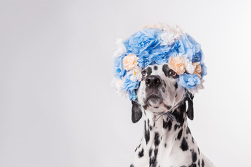 Portrait of dalmatian dog, wearing blue flower wreath in front of white background. Funny dog...