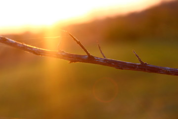 grass and sky