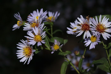  flowers on green background