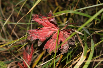 red leaf in green grass