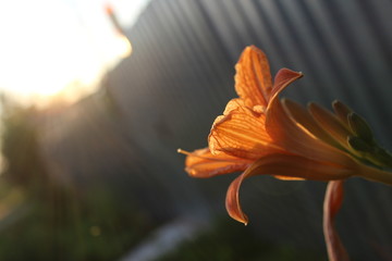 orange flower