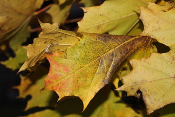 autumn leaves