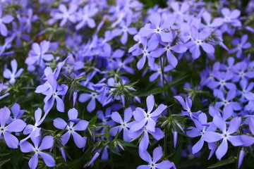 blue flowers