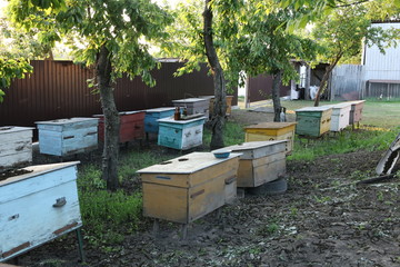 Beehives in the yard of the rural house