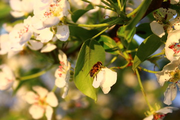 branch of apple tree