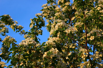 branch of a tree