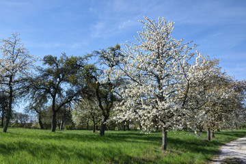 blossoming cherry tree in an orchard