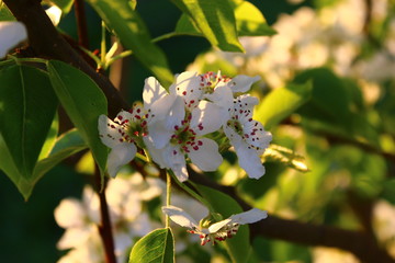flowers of a tree