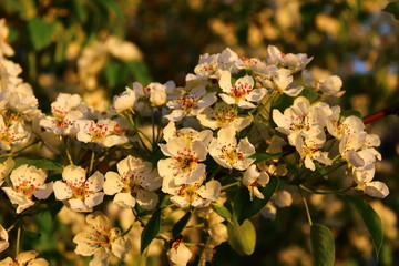 flowers in the garden
