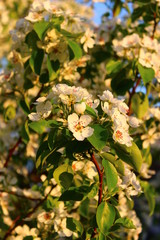 flowers in the garden