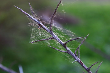 web on branch