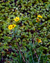 Wasp in the swamp yellow flower