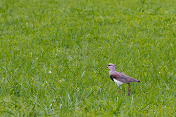 Green grass, red eyes 1