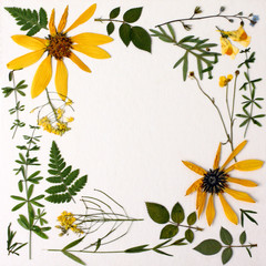 Herbarium with wild flowers, branches, leaves. Botany on a white background, postcard