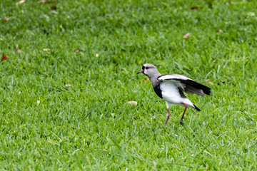 green grass, red eyes 3
