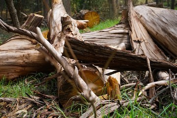 Obraz premium Wood and logs in nature