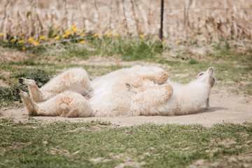 Obraz premium Alpaca scratching & rolling taking a dust bath 