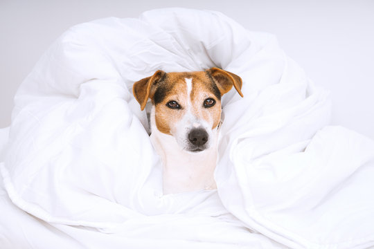 Portrait of cute dog jack russell wrapped in white and looking at camera. Housekeeping routine and laundry concept