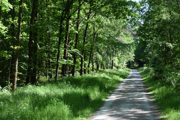 Fototapeta premium Waldweg im Frühling