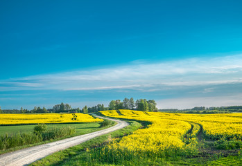 rapeseed field in the Latvia. Typical Latvia landscape