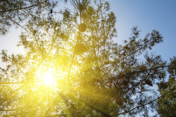 pine tree branch with cones in a sunlight