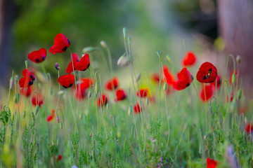 heap of a wild red poppy flowers in a grass, natural background