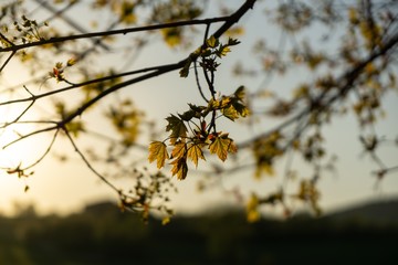 Green young spring leaves on the tree during sunrise or sunset. Slovakia