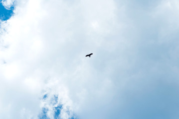 Silhouette Steppe eagle flying under the bright sun and cloudy sky in spring.