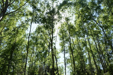 Birkenwald im Frühling
