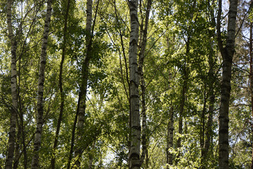 Fototapeta premium Birkenwald im Frühling