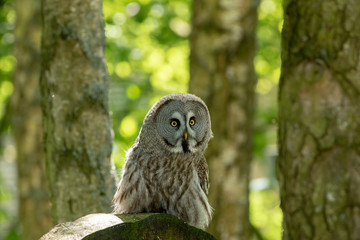 Owl on a branch