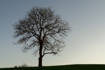 Abandoned walnut tree on meadow. Slovakia	