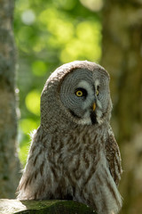 portrait of an eurasian eagle owl