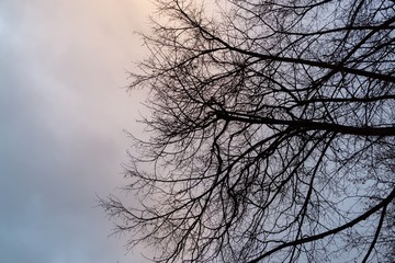 Curly branches of tree against winter sky, suitable as pattern or background. Slovakia	