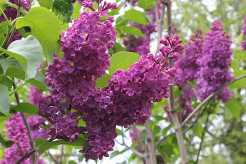 Clusters of purple lilac on a background of green leaves