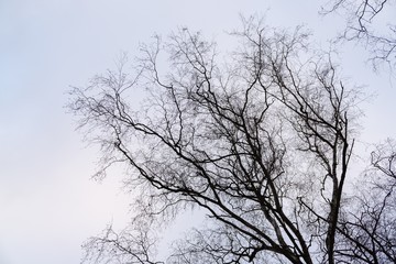 Curly branches of tree against winter sky, suitable as pattern or background. Slovakia	