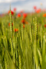 Papaveri in un campo di grano