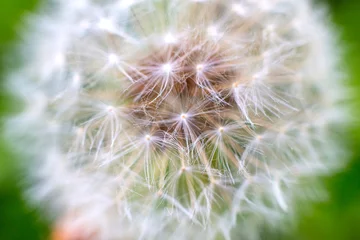 Rolgordijnen dandelion macro on grass background © urika