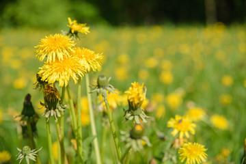 Mniszek pospolity, lekarski (Taraxacum officinale), mlecz na łące © Szymon Gryko